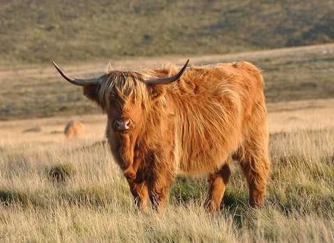 Meet the Highland Coos at the 2025 Highland Games Hunter Valley
