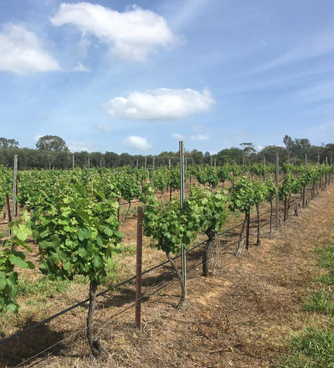 Wine Tourism in Hunter Valley: Exploring Saltire Estate