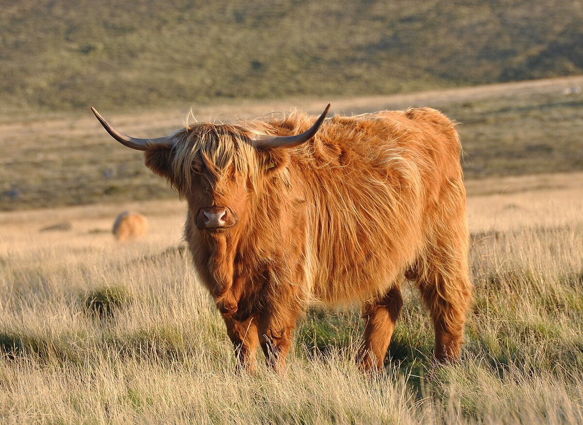 Meet Saltire Estate's New Highland Cows: A Wine Country Surprise