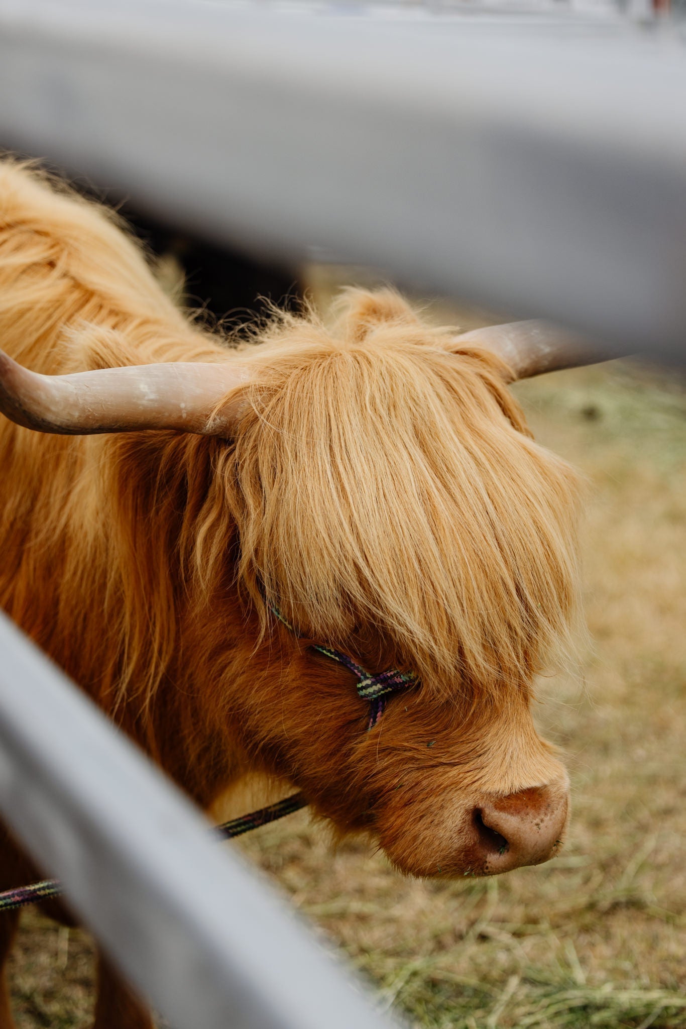 Stroll to the Coos: Meeting Our Furry Favorites in the New 2026 Festival Layout